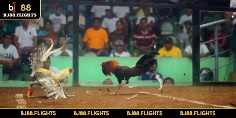 da-ga-bj88-peru